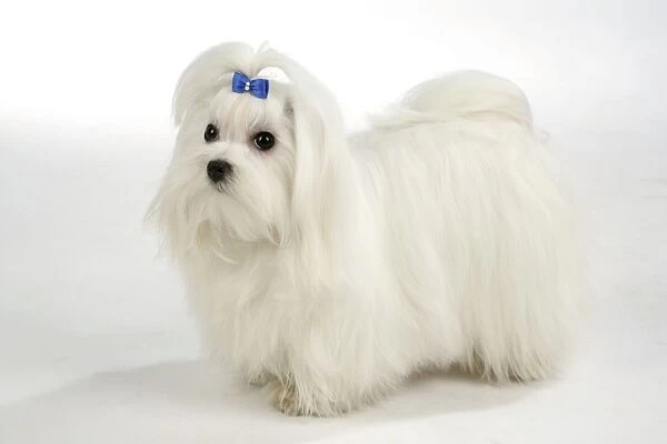 Dog - Maltese  /  Bichon Maltiase, wearing hair ribbon. Formerly called Maltese Terrier