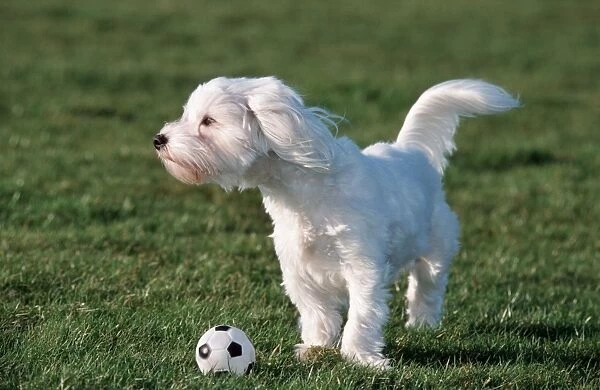 Dog - Malteze  /  Maltiase playing football in garden