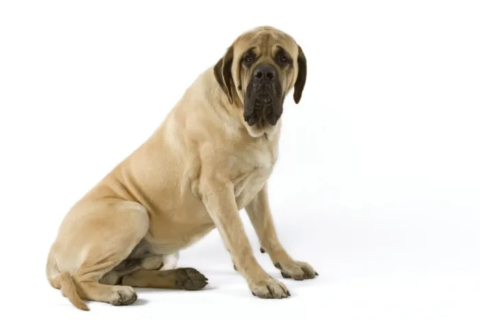Framed Print : Dog - Mastiff Framed Print : Dog - Mastiff