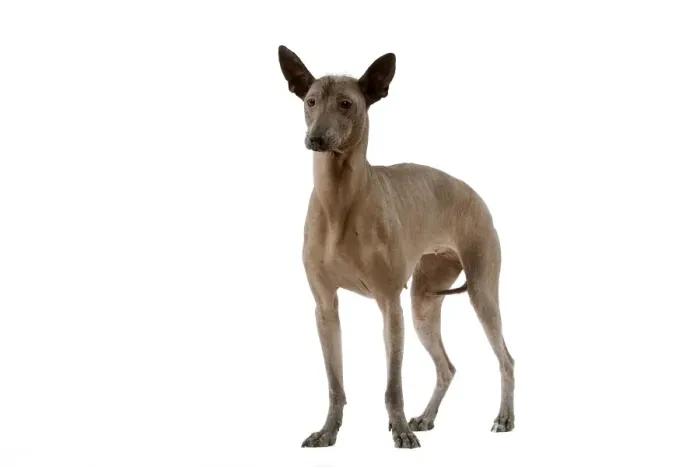 Framed Print : Dog - Mexican Hairless