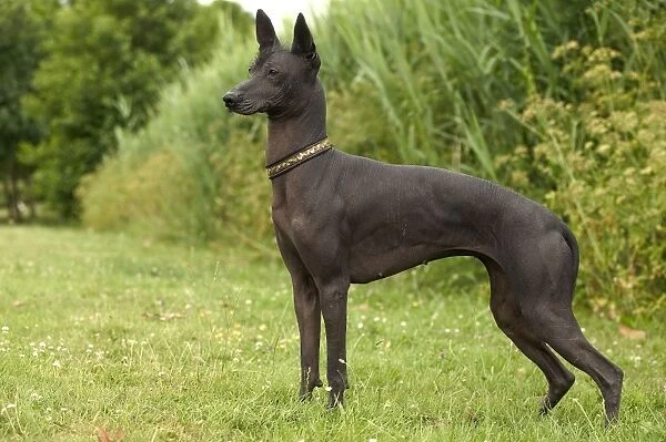 Dog - Mexican Hairless