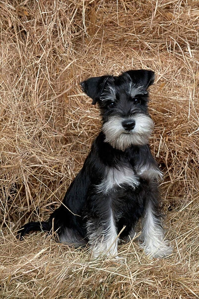 DOG Mini Schnauzer puppy in hay
