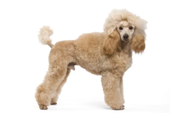 Framed Print : Dog - Miniature Apricot Poodle Framed Print : Dog - Miniature Apricot Poodle