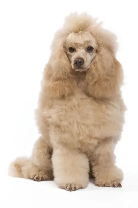 Framed Print : Dog - Miniature Apricot Poodle Framed Print : Dog - Miniature Apricot Poodle