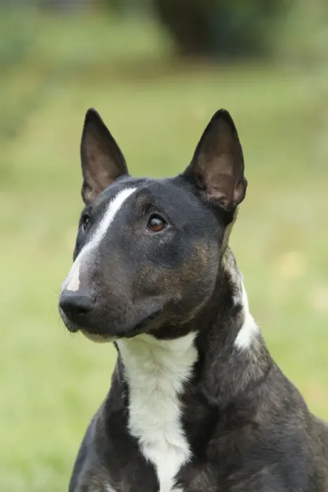 Framed Print : Dog - Miniature Bull Terrier Framed Print : Dog - Miniature Bull Terrier