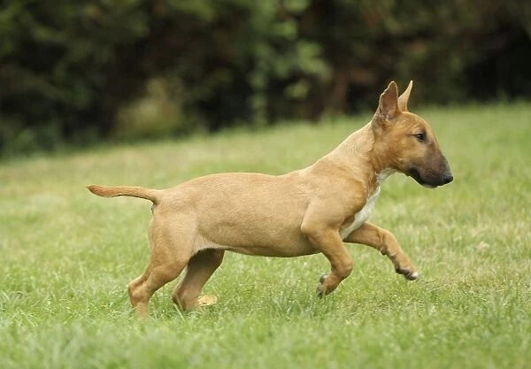 Dog - Miniature Bull Terrier
