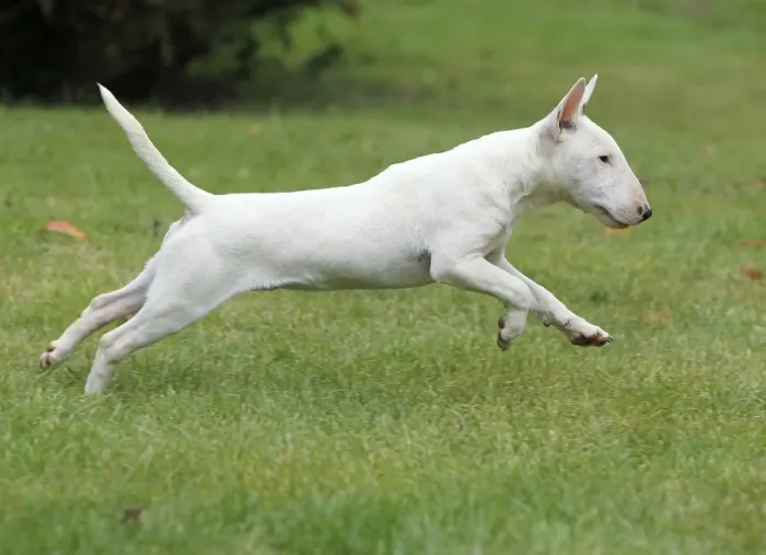 Framed Print : Dog - Miniature Bull Terrier - running Framed Print : Dog - Miniature Bull Terrier - running