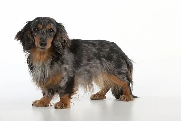 Dog - Miniature Long Haired Dachshund