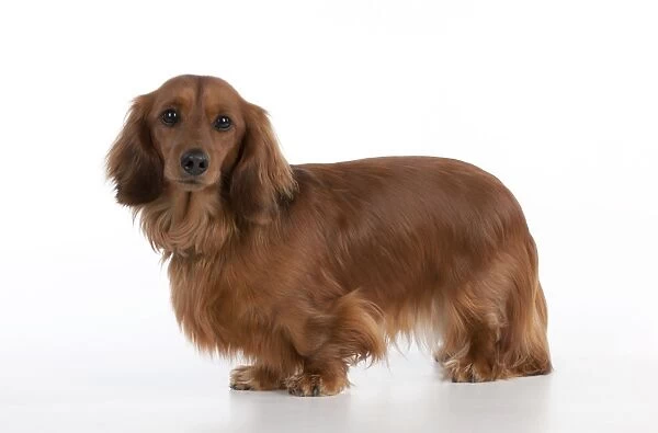 Dog - Miniature Long Haired Dachshund