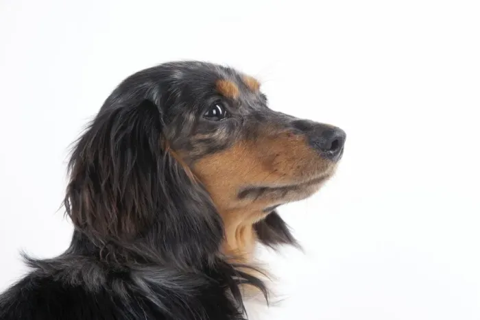 Framed Print : Dog - Miniature Long Haired Dachshund Framed Print : Dog - Miniature Long Haired Dachshund