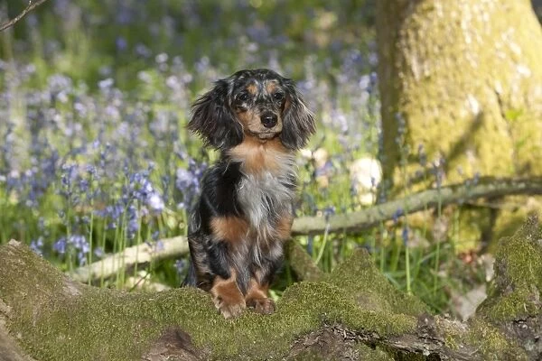 DOG - Miniature long haired dachshund in bluebells
