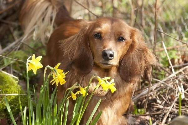 Dog - Miniature Long Haired Dachshund - by Daffodils
