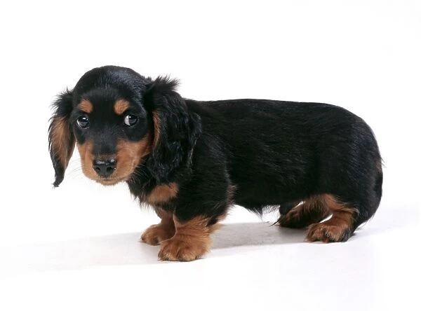 Dog - Miniature Long-haired Dachshund - puppy