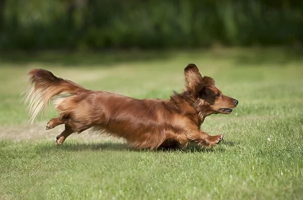 DOG - Miniature long haired dachshund running in garden