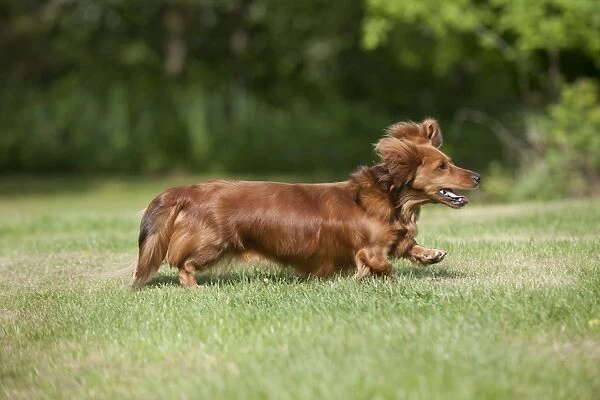 DOG - Miniature long haired dachshund running in garden