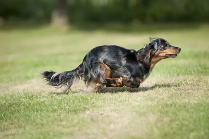 Framed Print : DOG - Miniature long haired dachshund running in garden Framed Print : DOG - Miniature long haired dachshund running in garden