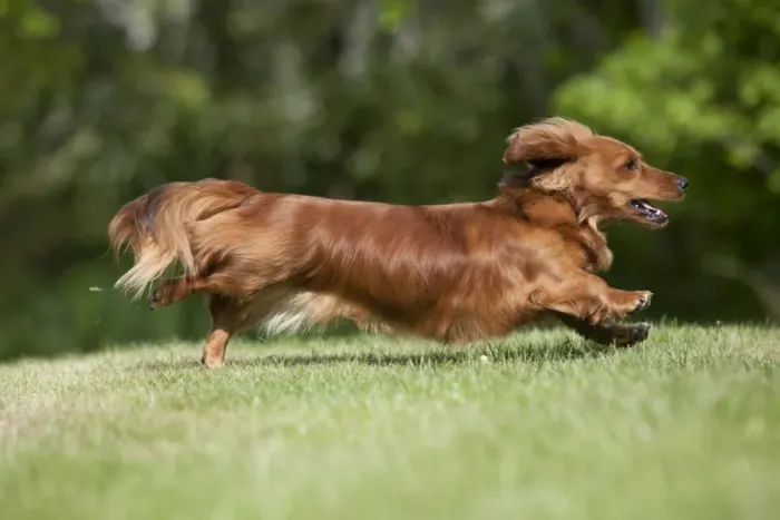 Framed Print : DOG - Miniature long haired dachshund running in garden Framed Print : DOG - Miniature long haired dachshund running in garden