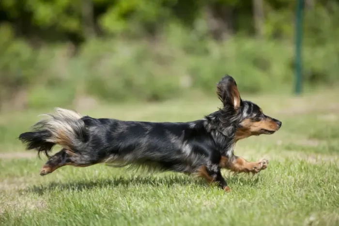 Framed Print : DOG - Miniature long haired dachshund running in garden Framed Print : DOG - Miniature long haired dachshund running in garden