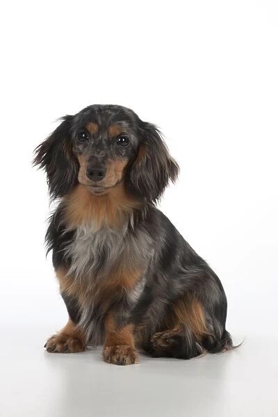 Dog - Miniature Long Haired Dachshund - sitting down