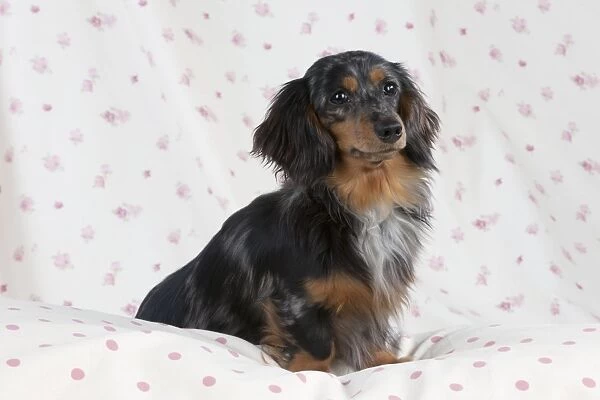 Dog - Miniature Long Haired Dachshund - sitting down