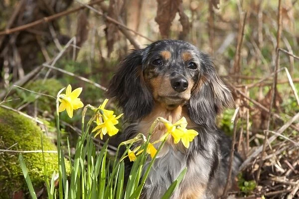 Dog - Miniature Long Haired Dachshund - sitting down behind Daffodils