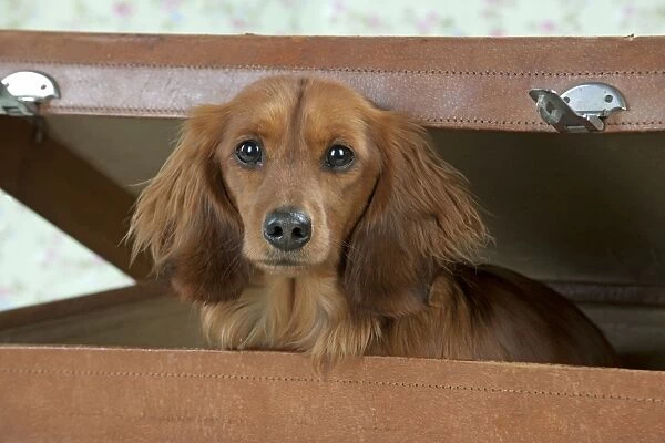 Dog - Miniature Long Haired Dachshund - sitting in a suitcase