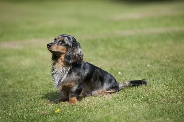 DOG - Miniature long haired dachshund sitting in garden