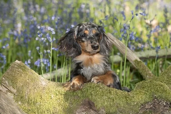 DOG - Miniature long haired dachshund sitting in garden