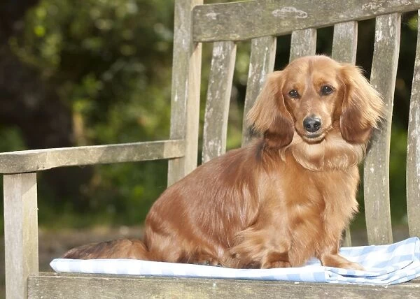 DOG - Miniature long haired dachshund sitting on bench