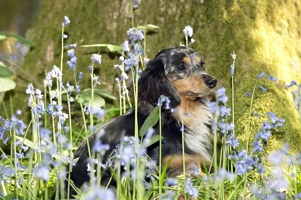 DOG - Miniature long haired dachshund sitting in bluebells