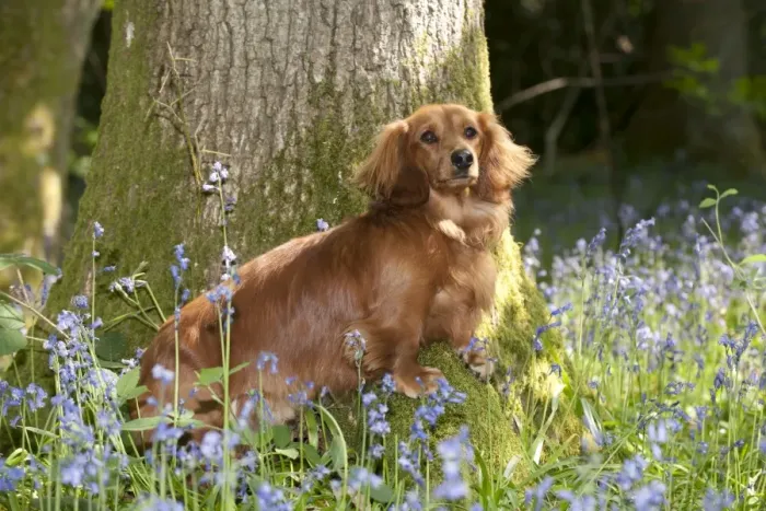 Framed Print : DOG - Miniature long haired dachshund sitting in bluebells Framed Print : DOG - Miniature long haired dachshund sitting in bluebells