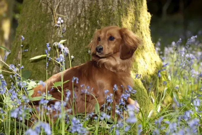 Framed Print : DOG - Miniature long haired dachshund sitting in bluebells