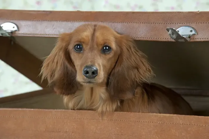 Framed Print : Dog - Miniature Long Haired Dachshund - sitting in a suitcase Framed Print : Dog - Miniature Long Haired Dachshund - sitting in a suitcase