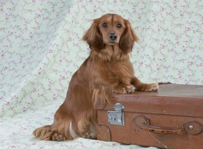 Framed Print : Dog - Miniature Long Haired Dachshund - standing on a suitcase Framed Print : Dog - Miniature Long Haired Dachshund - standing on a suitcase