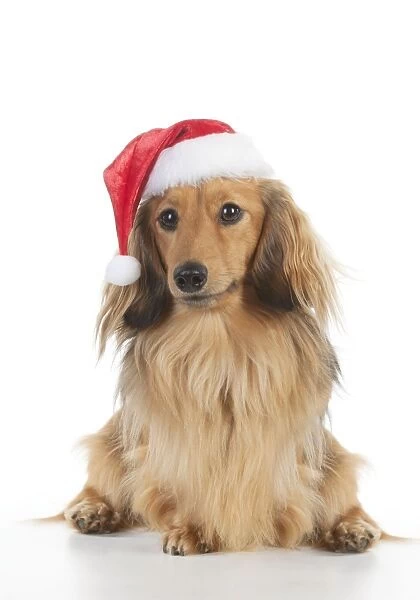 DOG - Miniature long haired dachshund wearing christmas hat sitting Digital Manipulation: taken from an image of two dogs