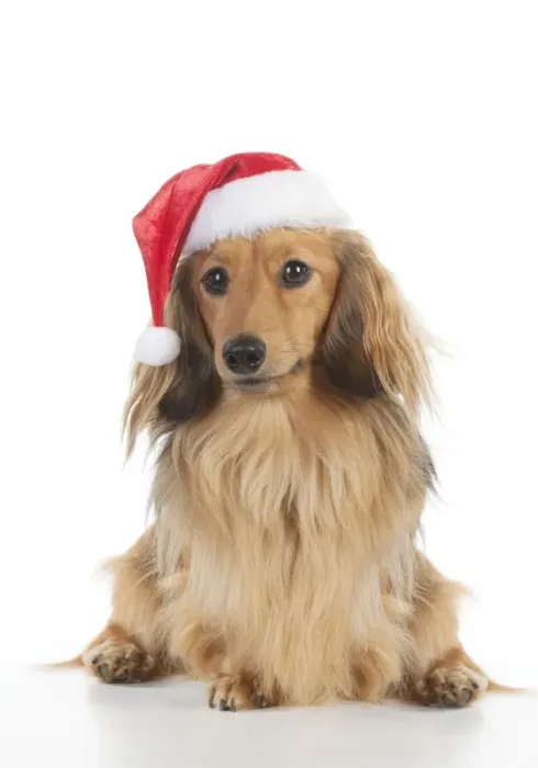 Framed Print : DOG - Miniature long haired dachshund wearing christmas hat sitting Digital Manipulation: taken from an image of two dogs Framed Print : DOG - Miniature long haired dachshund wearing christmas hat sitting Digital Manipulation: taken from an image of two dogs