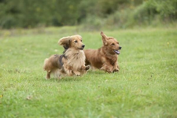 DOG - Miniature long haired dachshunds running through field
