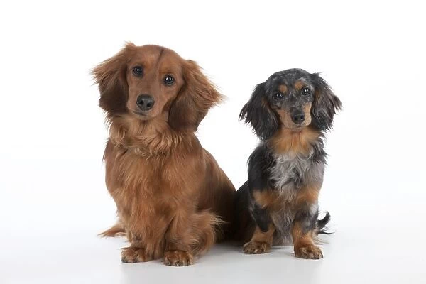 Dog - Miniature Long Haired Dachshunds - sitting down together