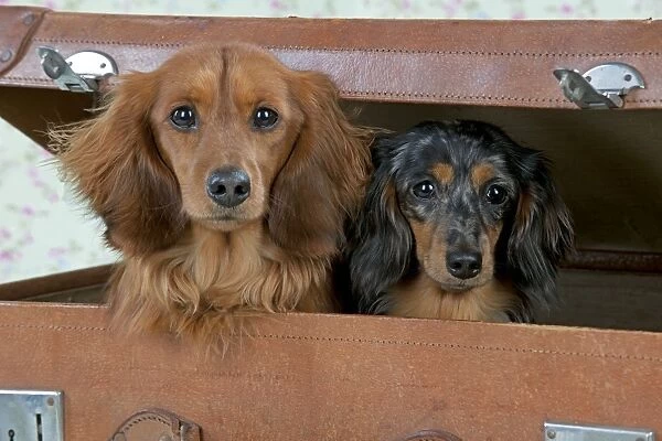 Dog - Miniature Long Haired Dachshunds - sitting in a suitcase