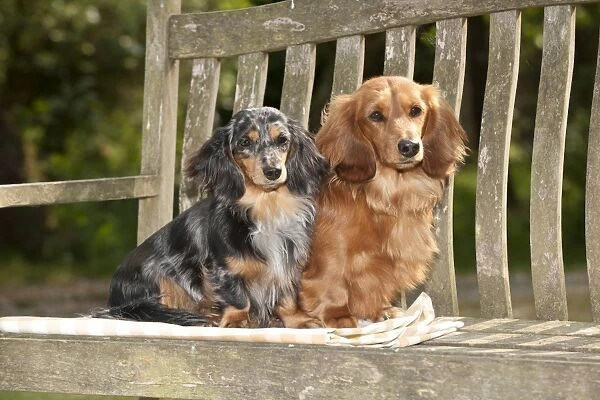 DOG - Miniature long haired dachshunds sitting together on bench