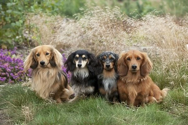 DOG - Miniature long haired dachshunds sitting in a row