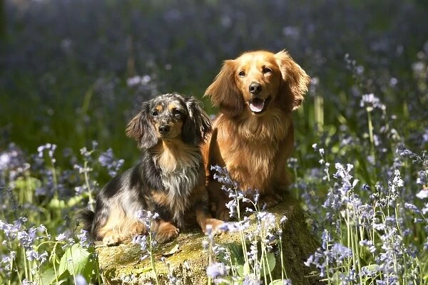 DOG - Miniature long haired dachshunds sitting in bluebells