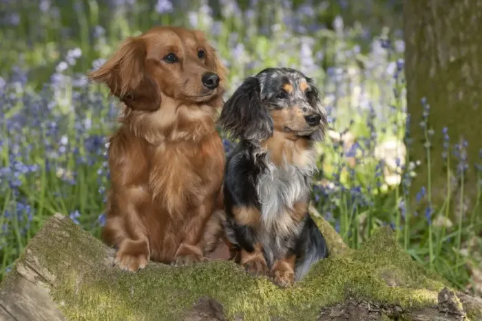 Framed Print : DOG - Miniature long haired dachshunds sitting in bluebells Framed Print : DOG - Miniature long haired dachshunds sitting in bluebells