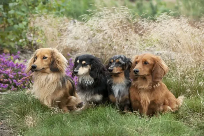 Framed Print : DOG - Miniature long haired dachshunds sitting in a row Framed Print : DOG - Miniature long haired dachshunds sitting in a row