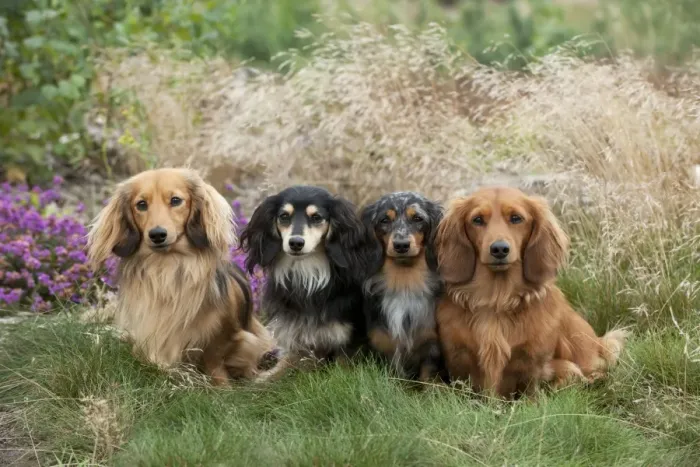 Framed Print : DOG - Miniature long haired dachshunds sitting in a row Framed Print : DOG - Miniature long haired dachshunds sitting in a row