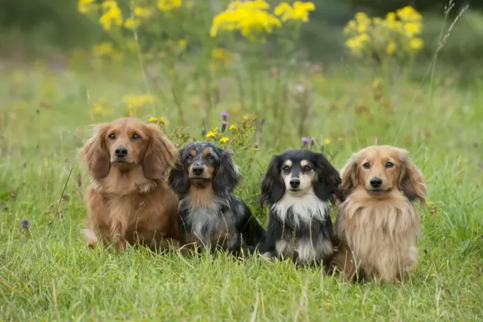 Framed Print : DOG - Miniature long haired dachshunds sitting in a row Framed Print : DOG - Miniature long haired dachshunds sitting in a row