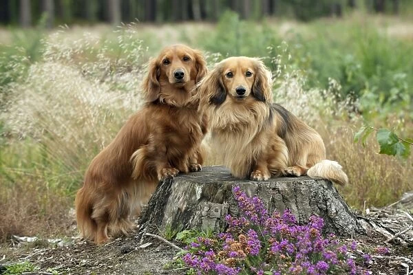 DOG - Miniature long haired dachshunds on a tree stump