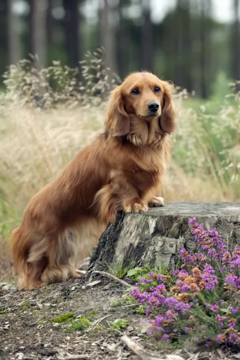 Framed Print : DOG - Miniature long haired dachshunds on a tree stump Framed Print : DOG - Miniature long haired dachshunds on a tree stump
