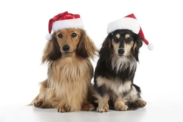 DOG - Miniature long haired dachshunds wearing christmas hats sitting together