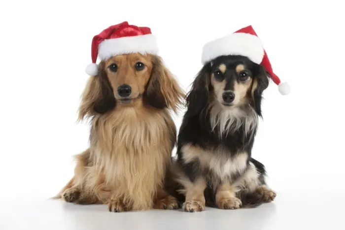 Framed Print : DOG - Miniature long haired dachshunds wearing christmas hats sitting together Framed Print : DOG - Miniature long haired dachshunds wearing christmas hats sitting together